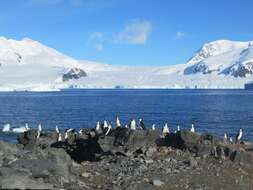 Image of Antarctic Shag