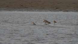 Image of Marbled Godwit