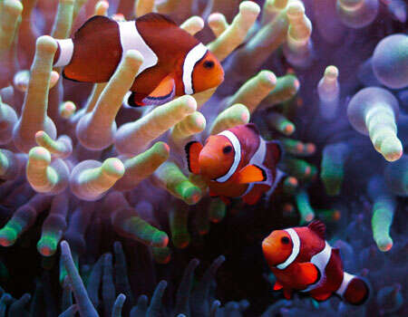 Imagem de Amphiprion ocellaris Cuvier 1830