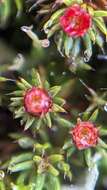 Image of Polytrichum moss