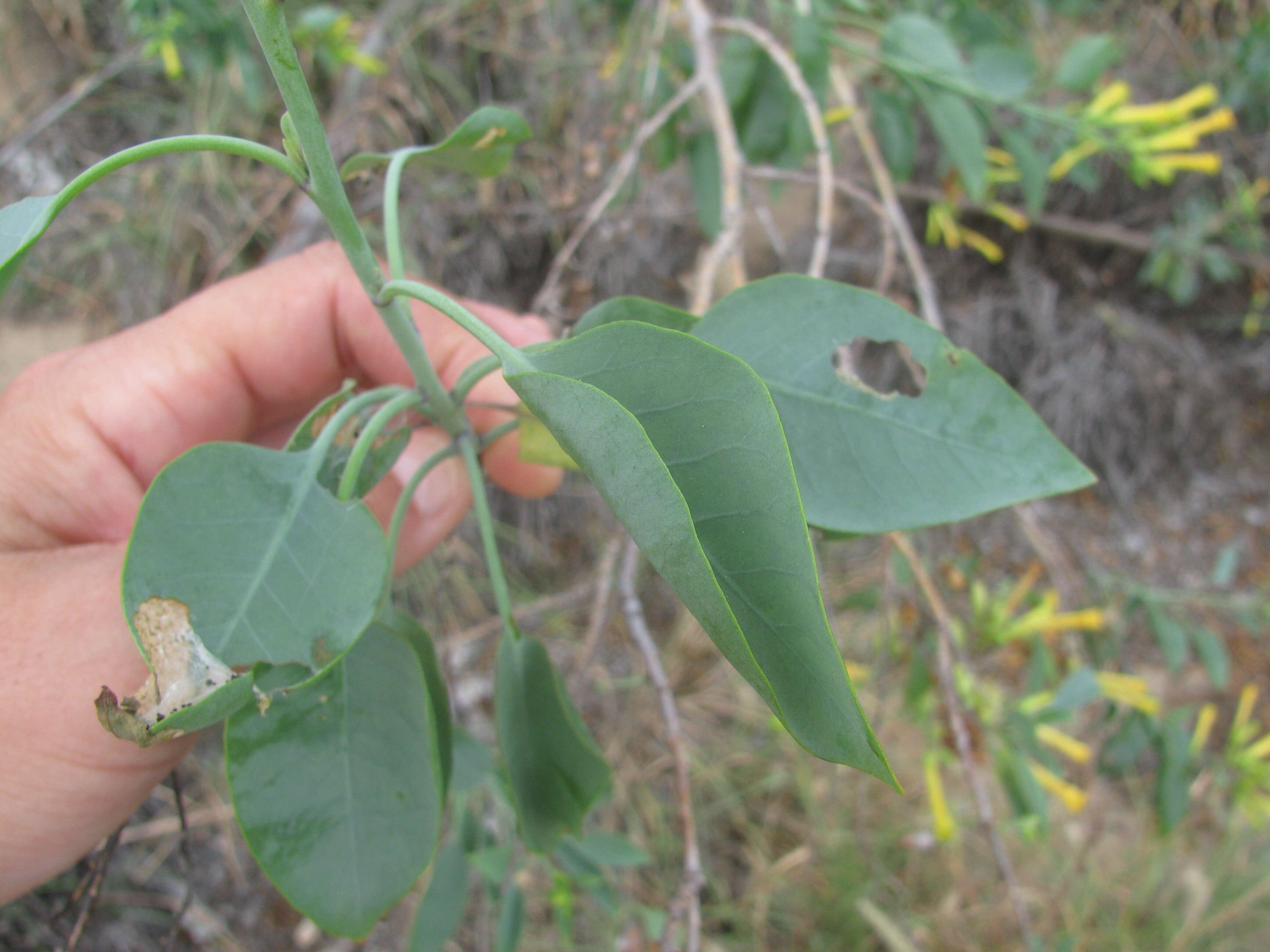 Image of tree tobacco