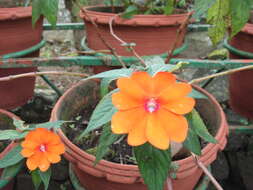 Image of Broad-petaled Balsam