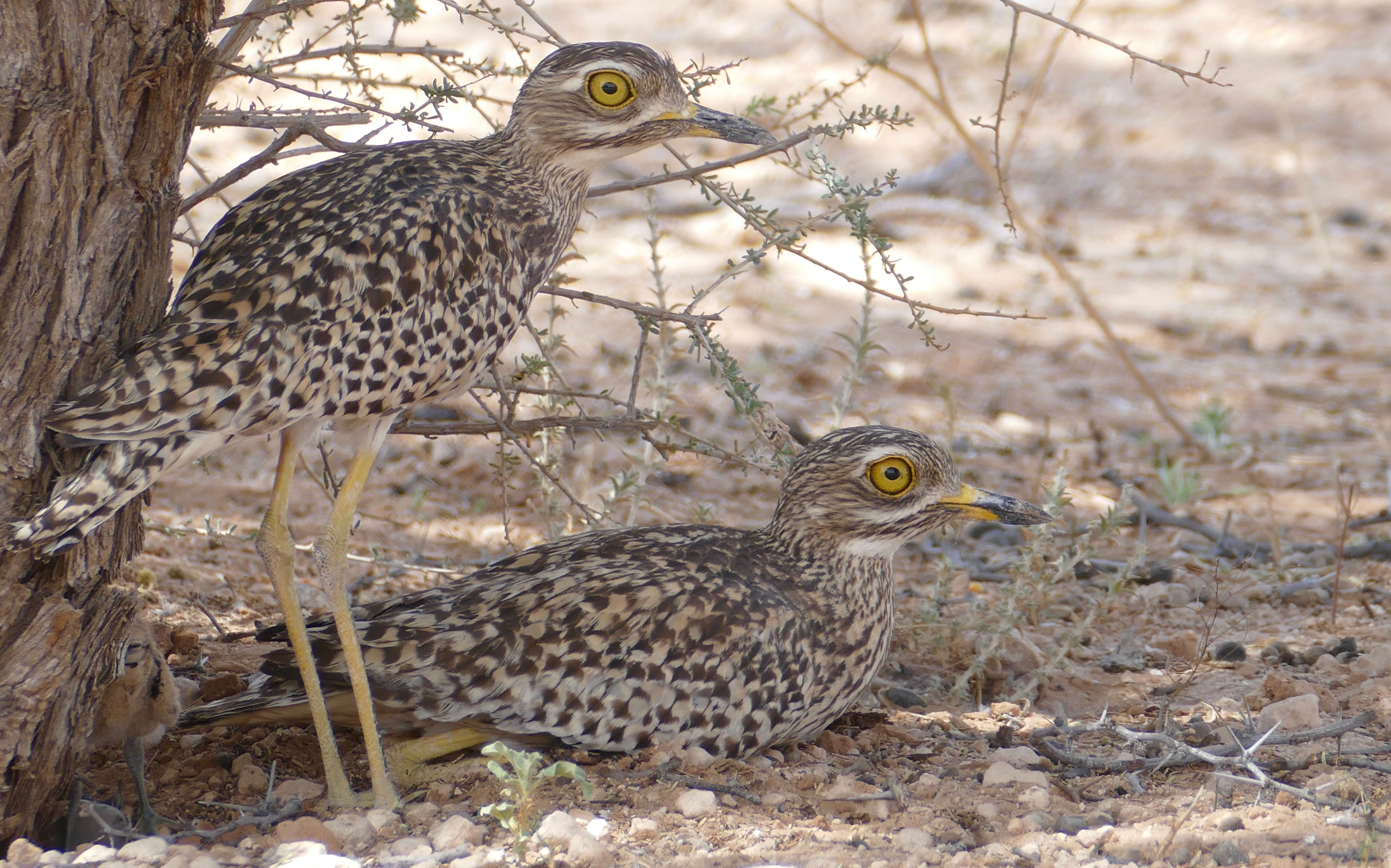 Image of Cape Thick-knee