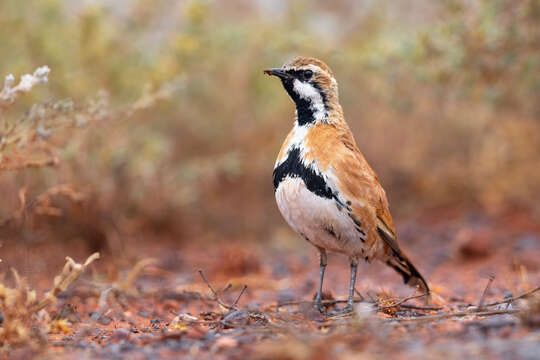 Imagem de Cinclosoma cinnamomeum Gould 1846