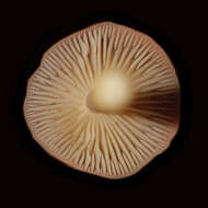 صورة Marasmius oreades (Bolton) Fr. 1836