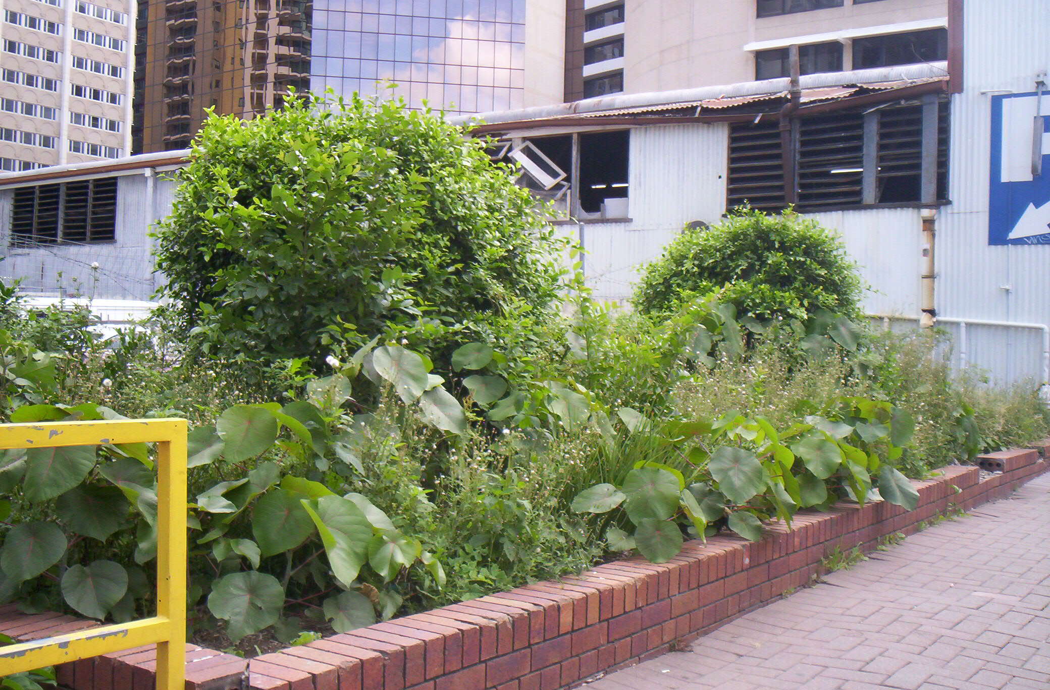 Image of parasol leaf tree