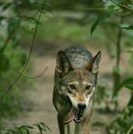 Image of Red wolf