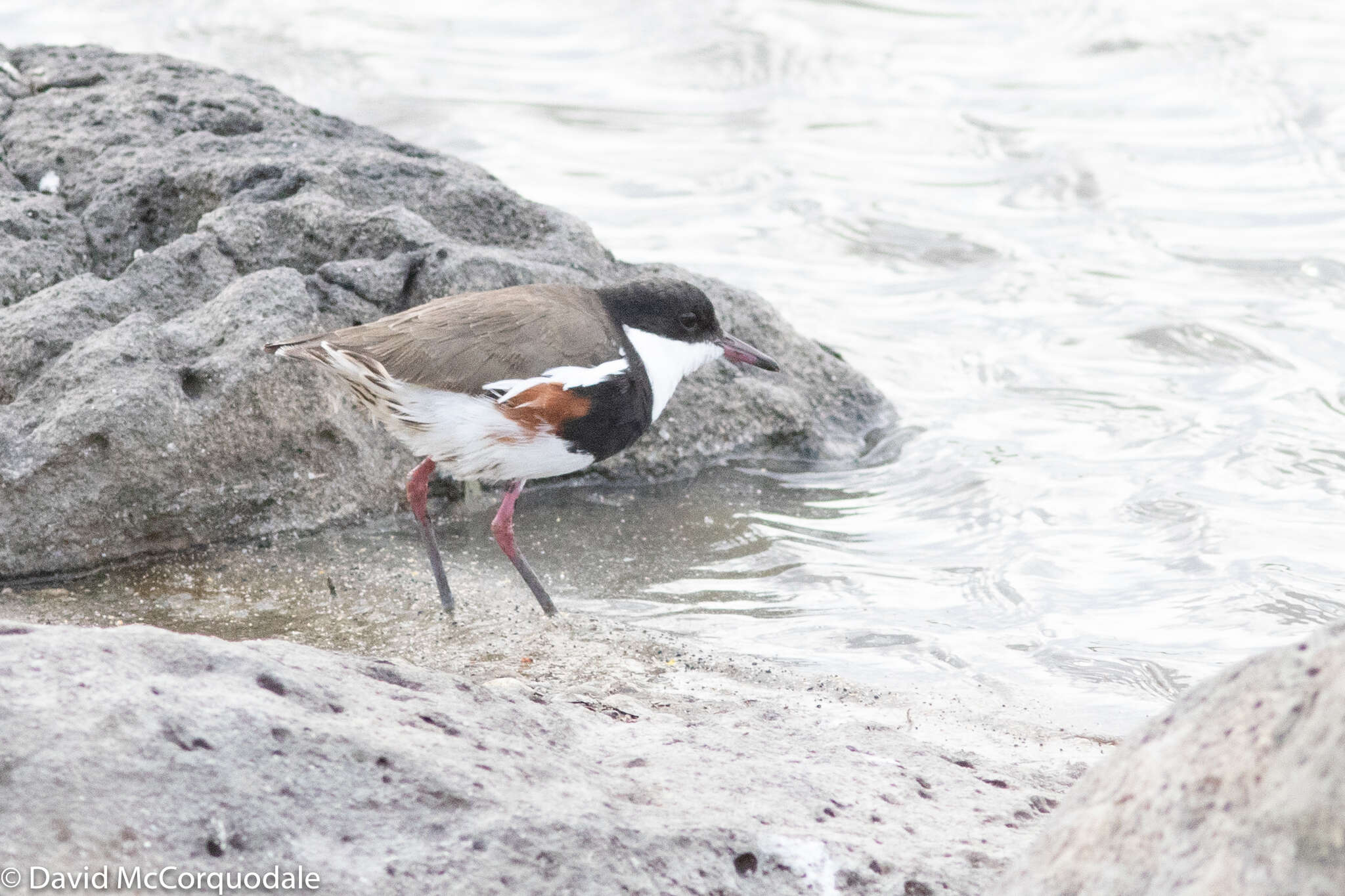 Erythrogonys Gould 1838 resmi