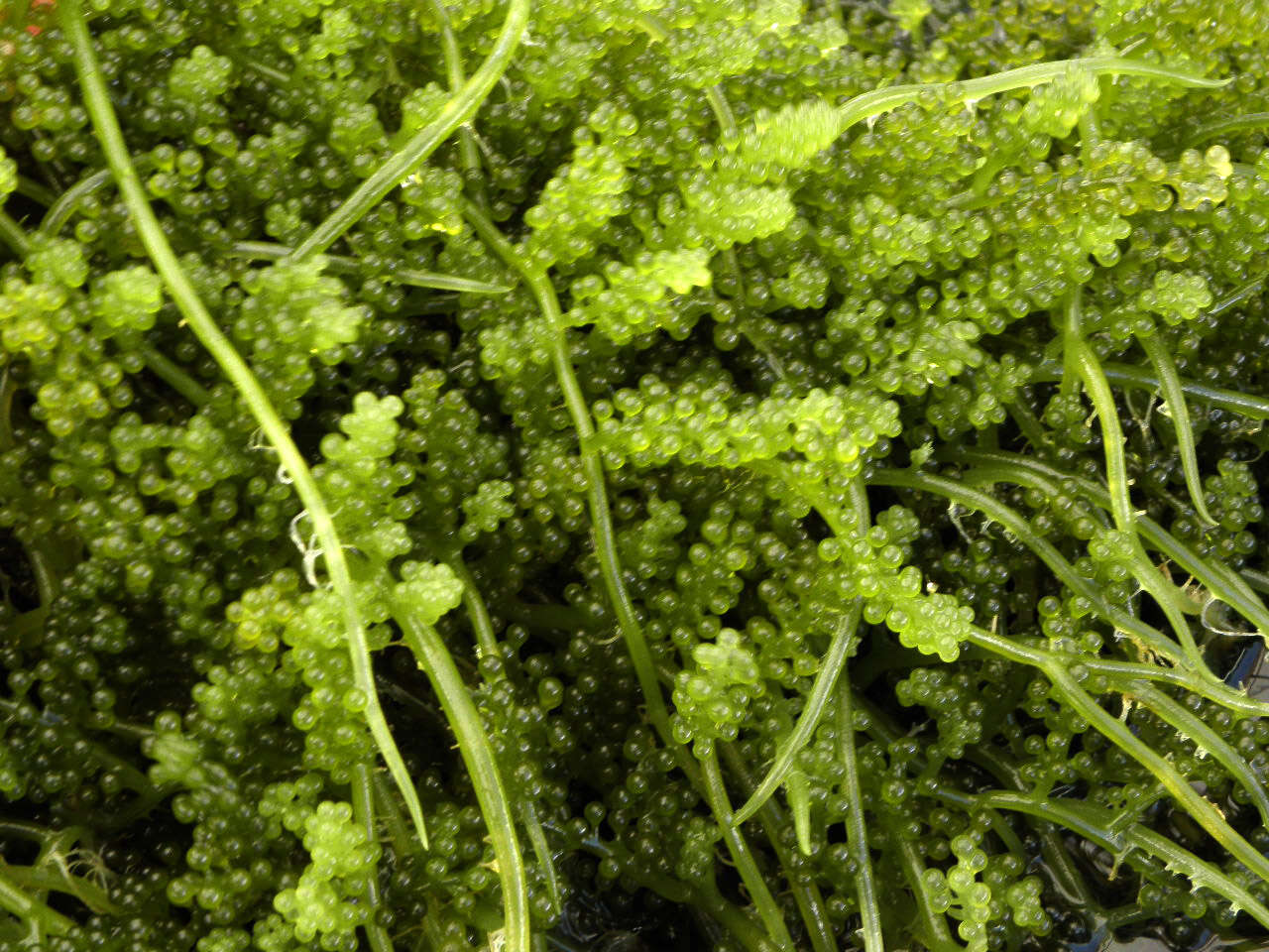 Image of sea grapes