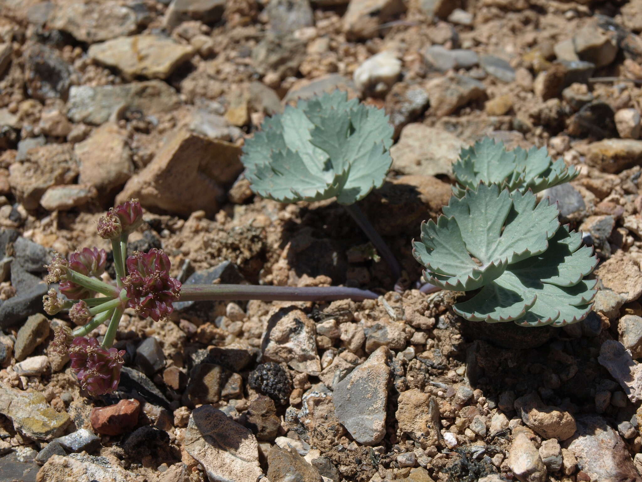 Aulospermum basalticum (M. E. Jones) Tidestr. resmi