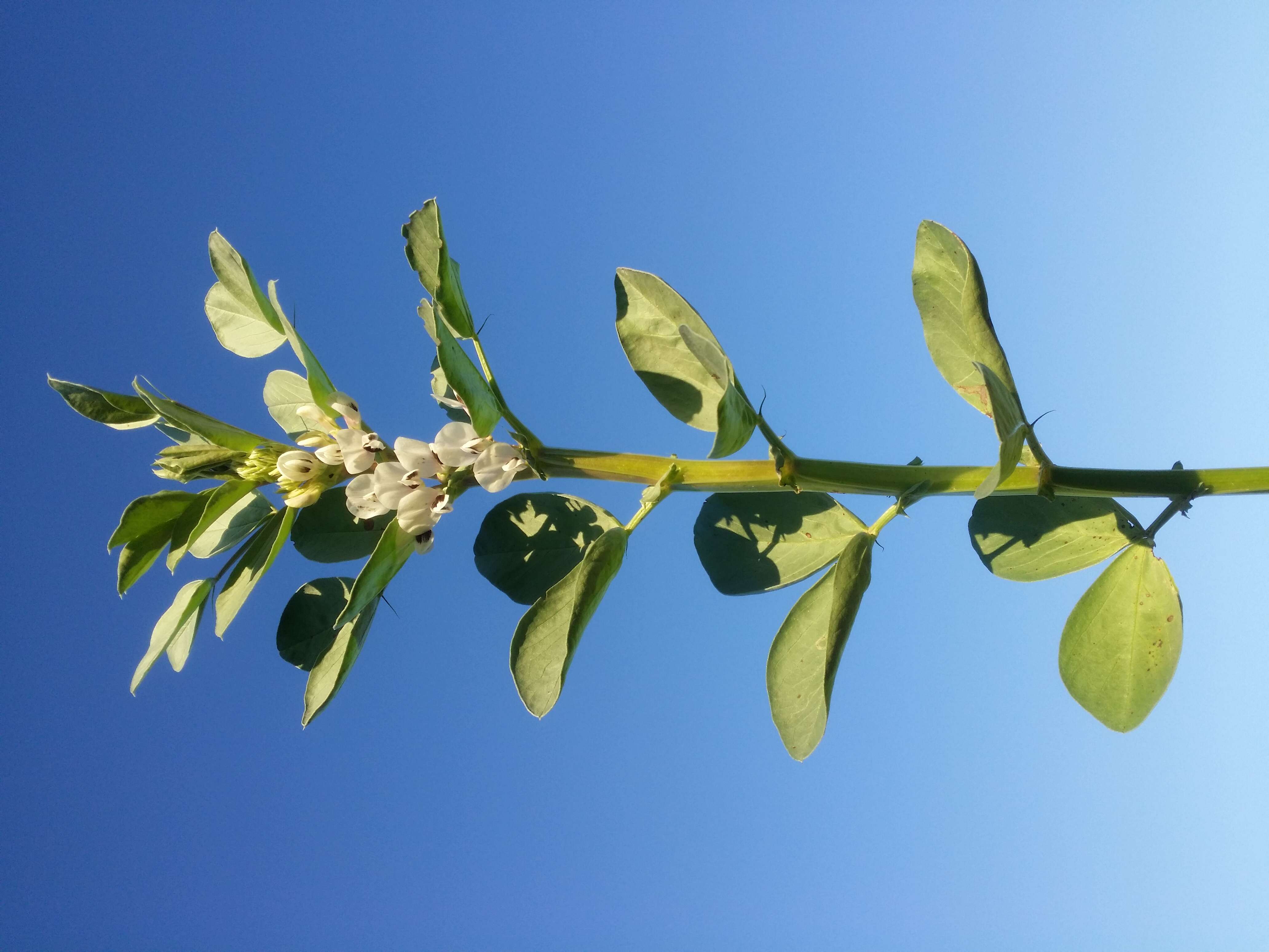 Image of Broad Bean