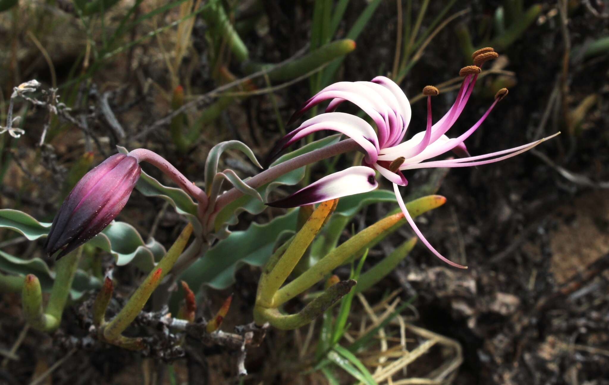 Image of Ornithoglossum undulatum Sweet