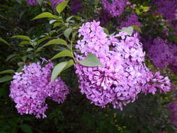 Image de Syringa chinensis Willd.