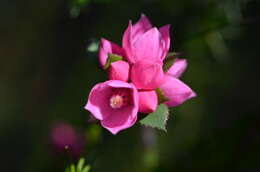 Image of Australian Native Rose