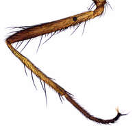 Image of root-maggot flies