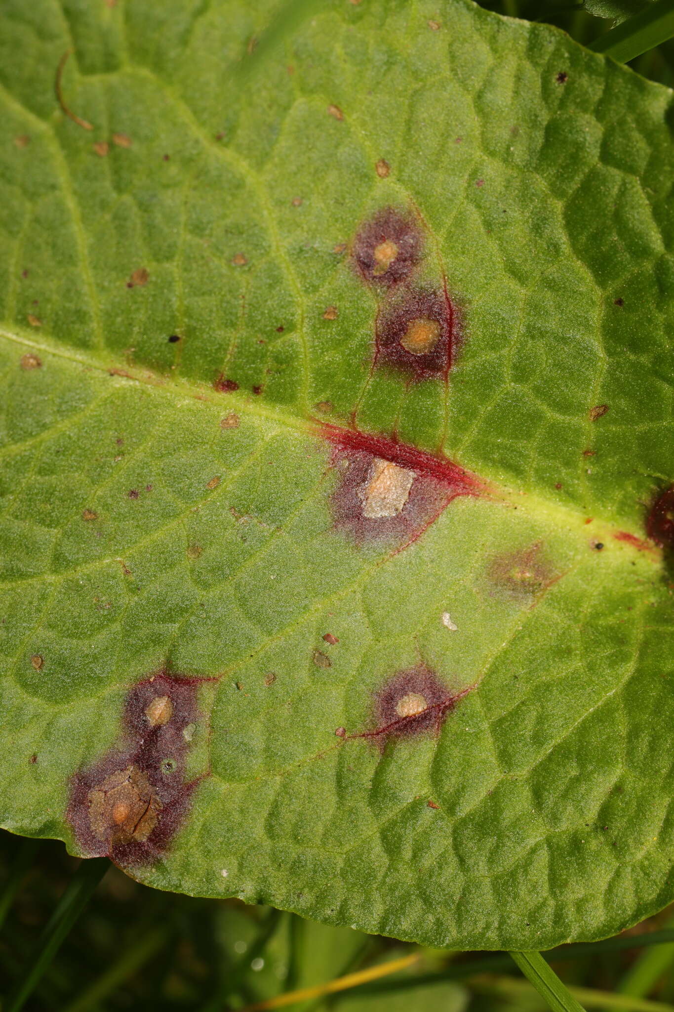 Image of Ramularia rubella (Bonord.) Nannf. 1950