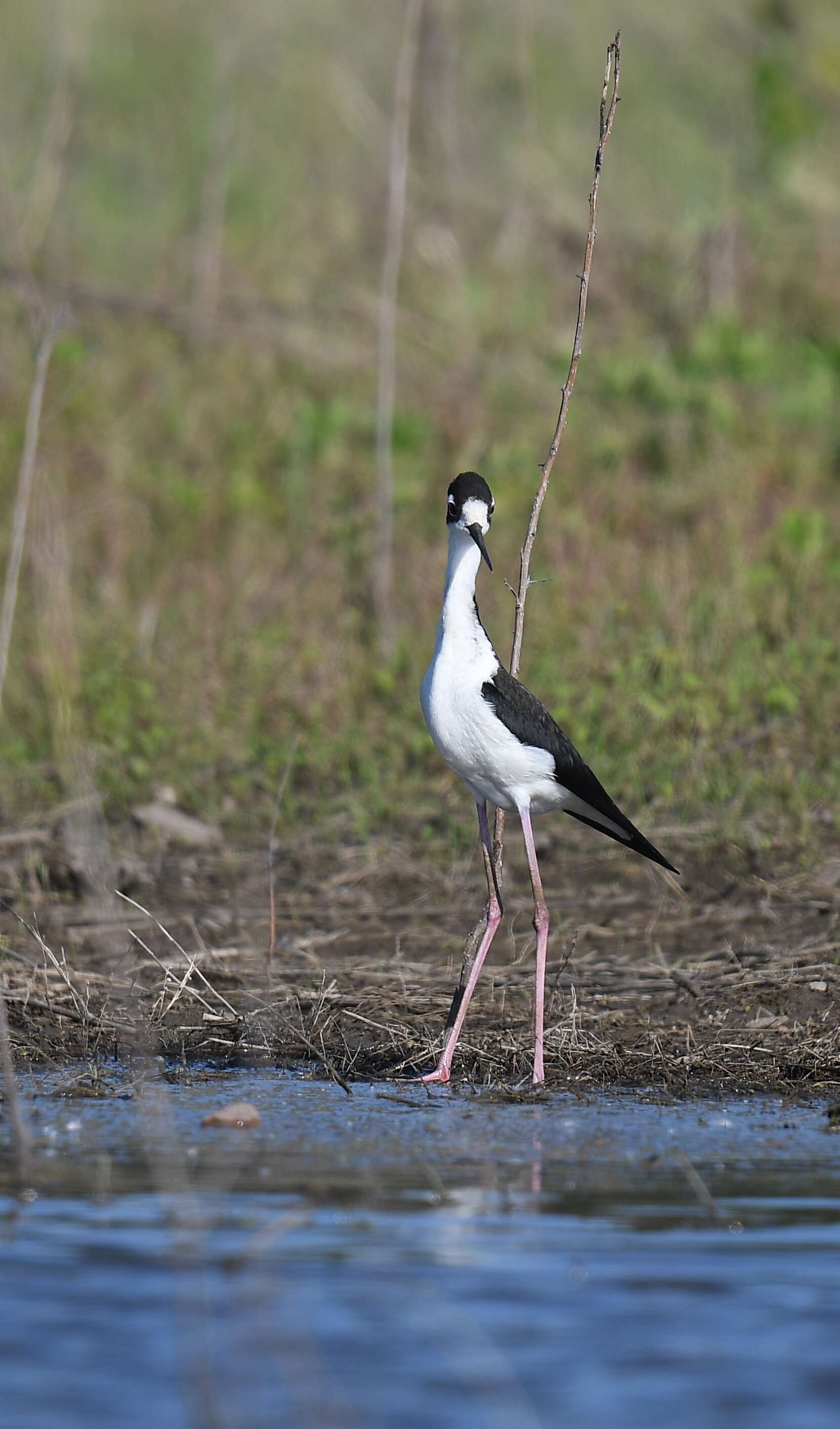 Image of Himantopus Brisson 1760