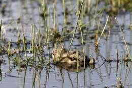 Image of Pied Stilt