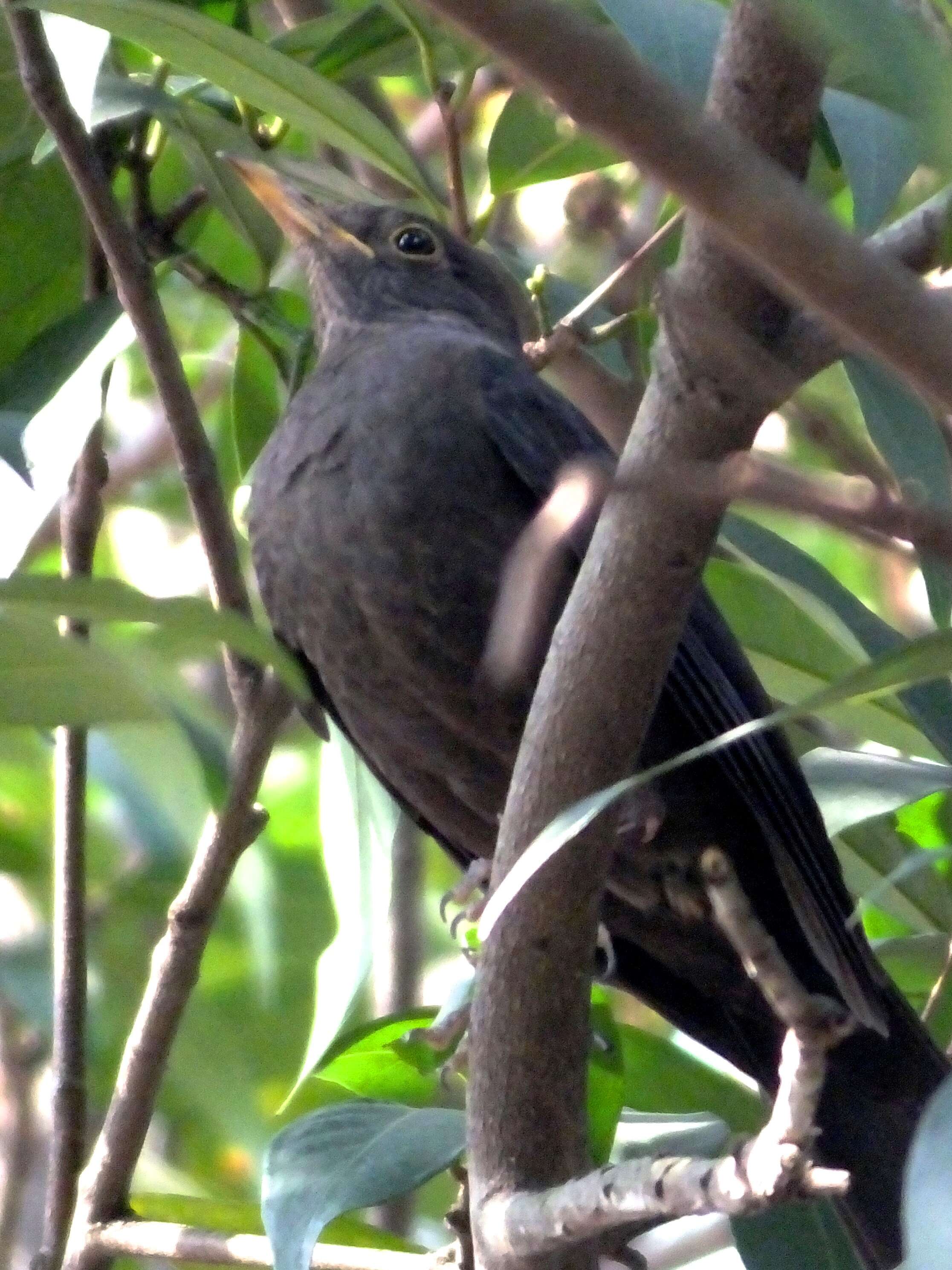 Image of Chinese Blackbird