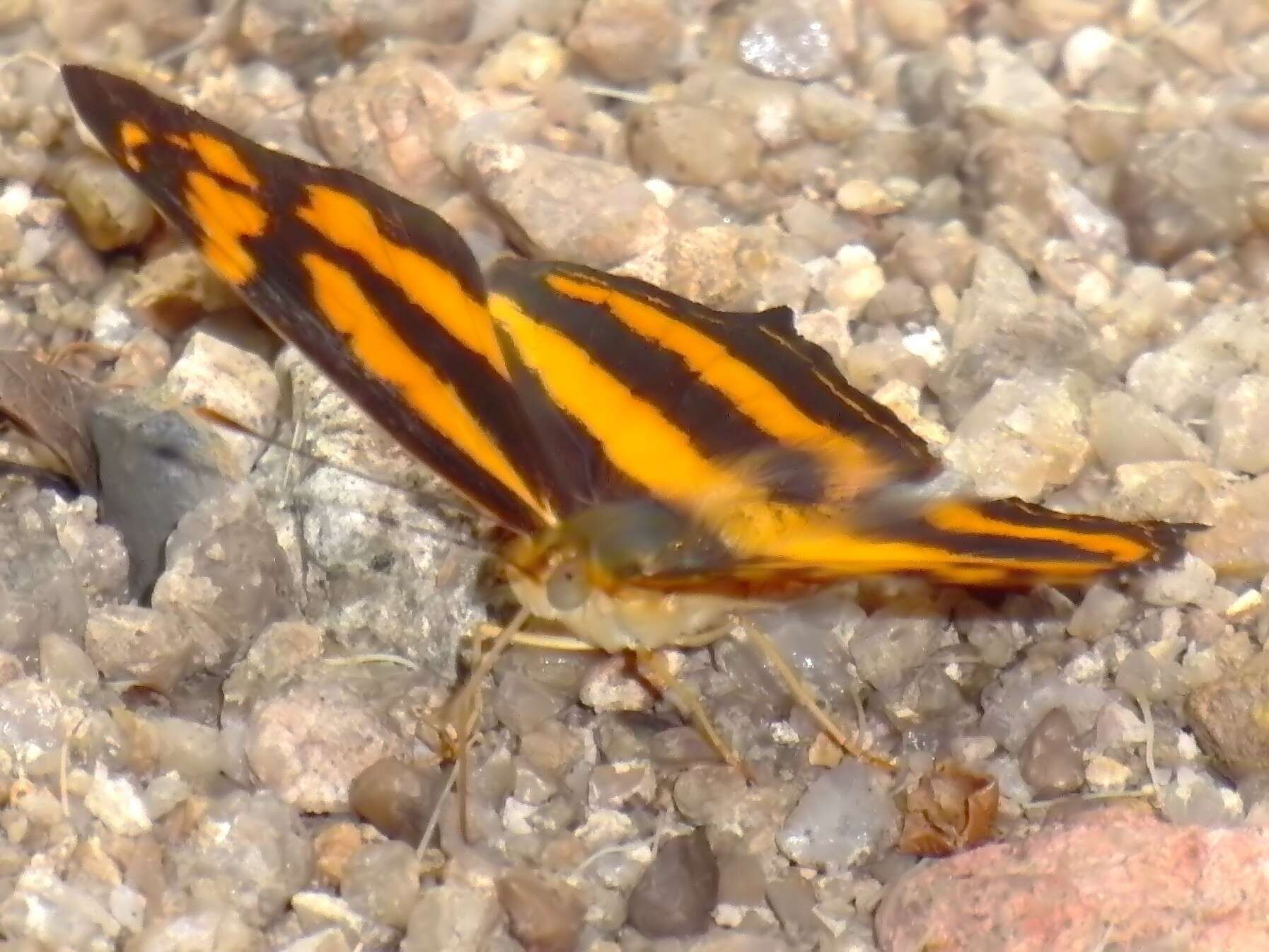 Image of Symbrenthia lilaea