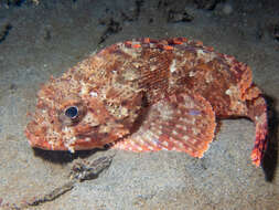 Image of California Scorpionfish