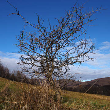 Image of Midland Hawthorn