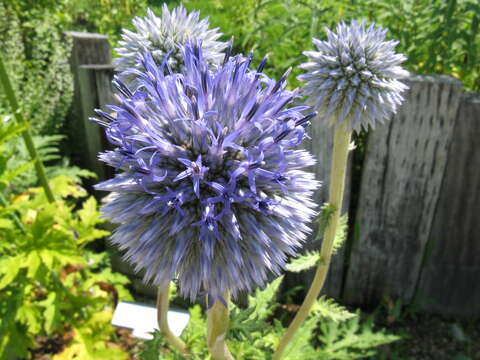 Image of Echinops setifer Iljin