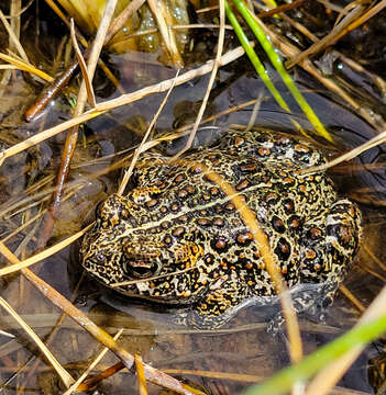 Image of Anaxyrus williamsi (Gordon, Simandle & Tracy 2017)