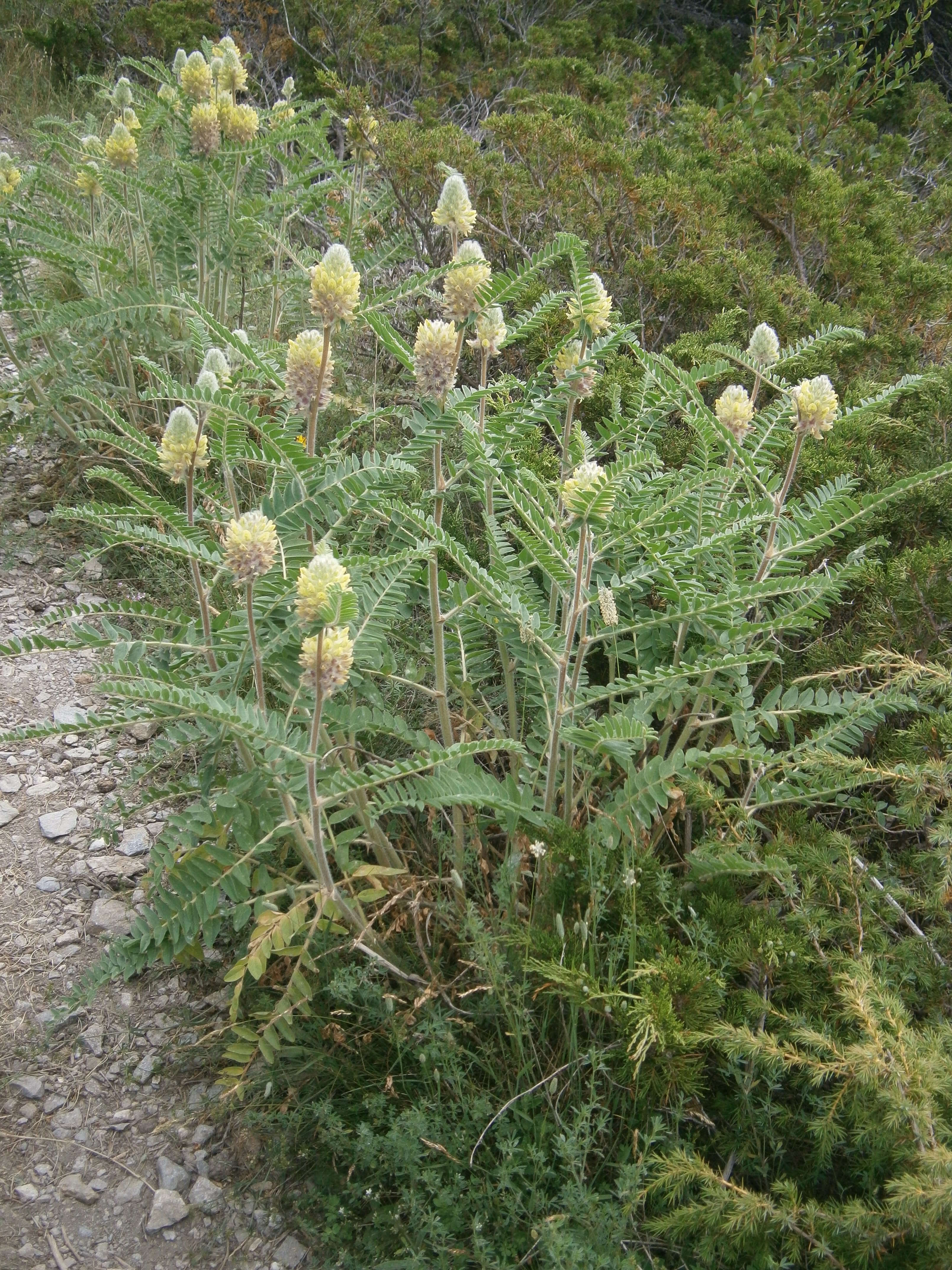 Imagem de Astragalus alopecurus Pall. ex DC.