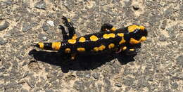 Image of Common Fire Salamander