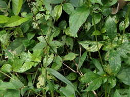 Image of Pastureweed