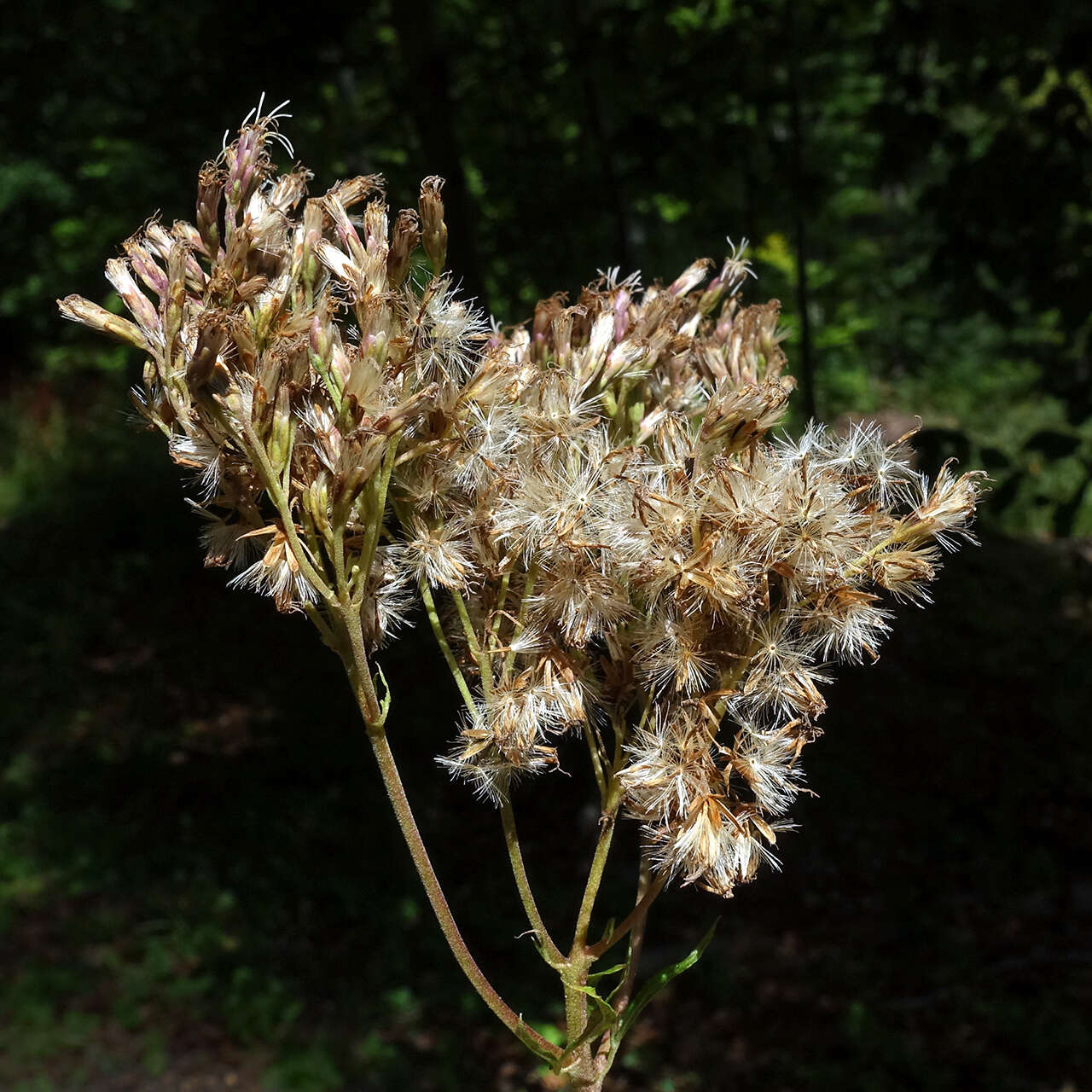 Image of hemp agrimony