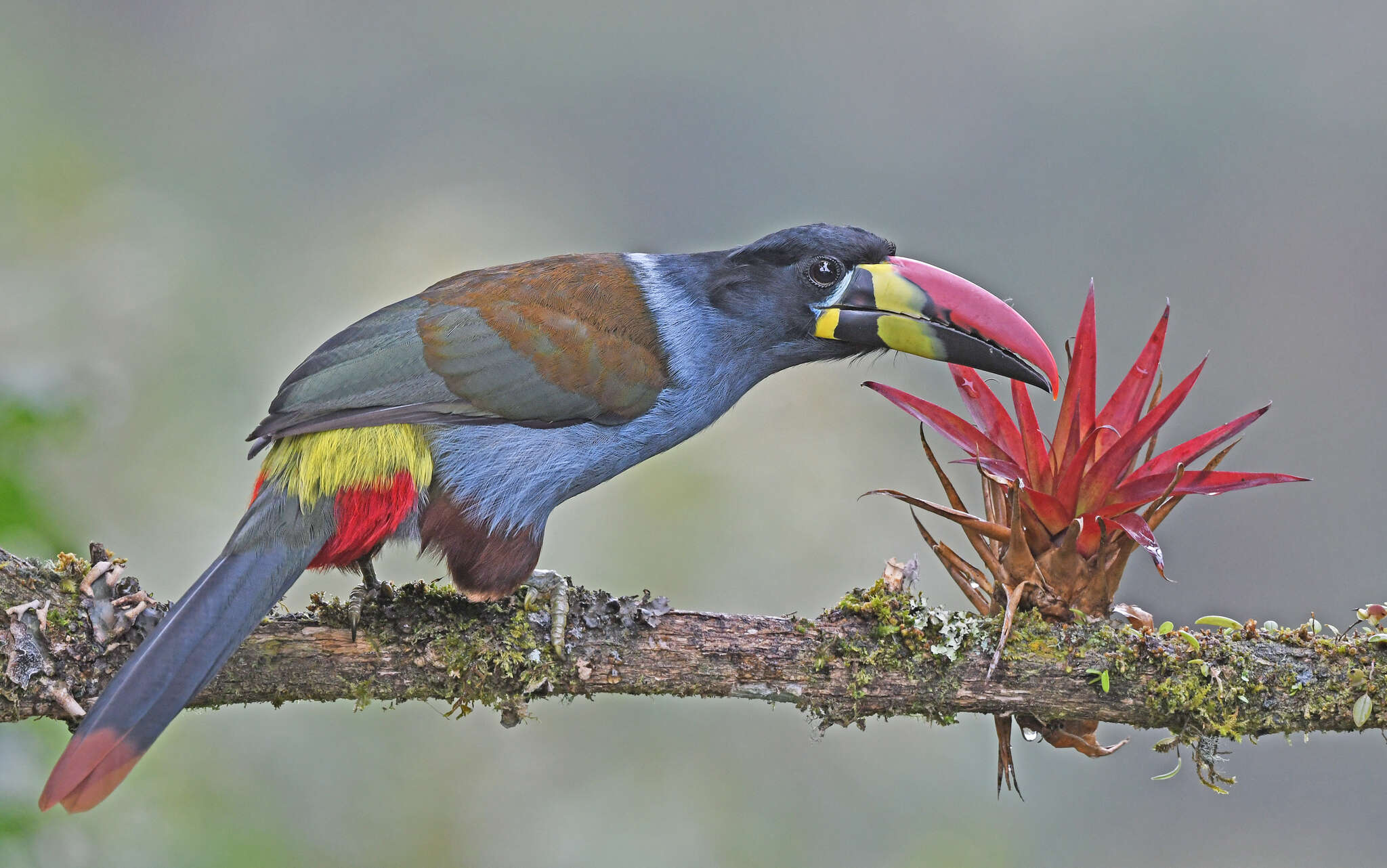 Image de Toucan bleu