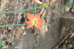 Imagem de Hippeastrum reginae (L.) Herb.