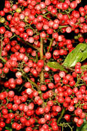 Image of Brazilian Peppertree