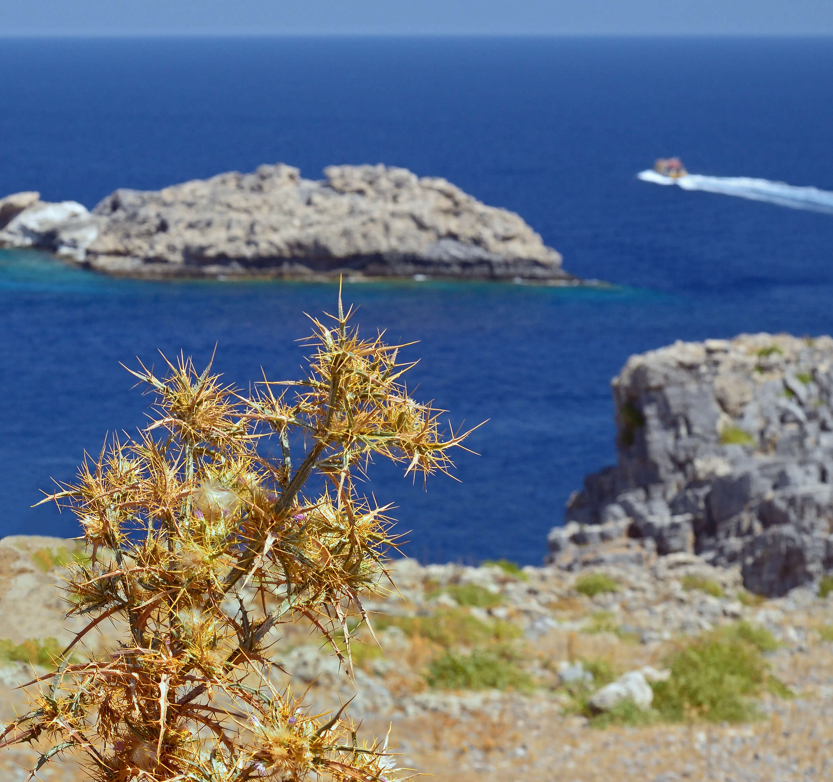 Image of Spear Thistle