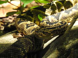 Image of Crotalus totonacus Gloyd & Kauffeld 1940