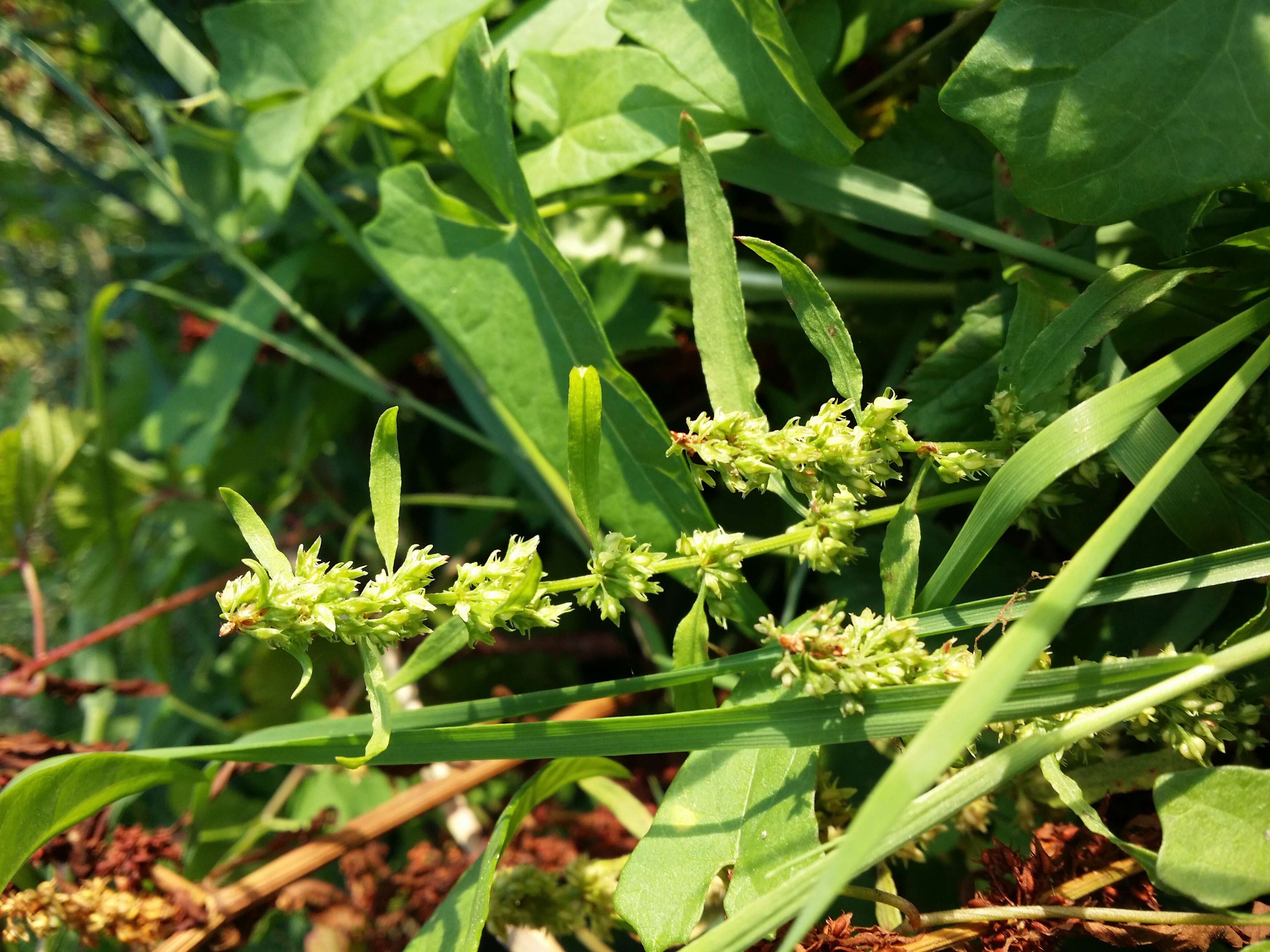 Rumex palustris Sm. resmi