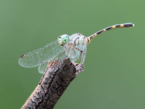 Image of Nannophlebia mudginberri Watson & Theischinger 1991