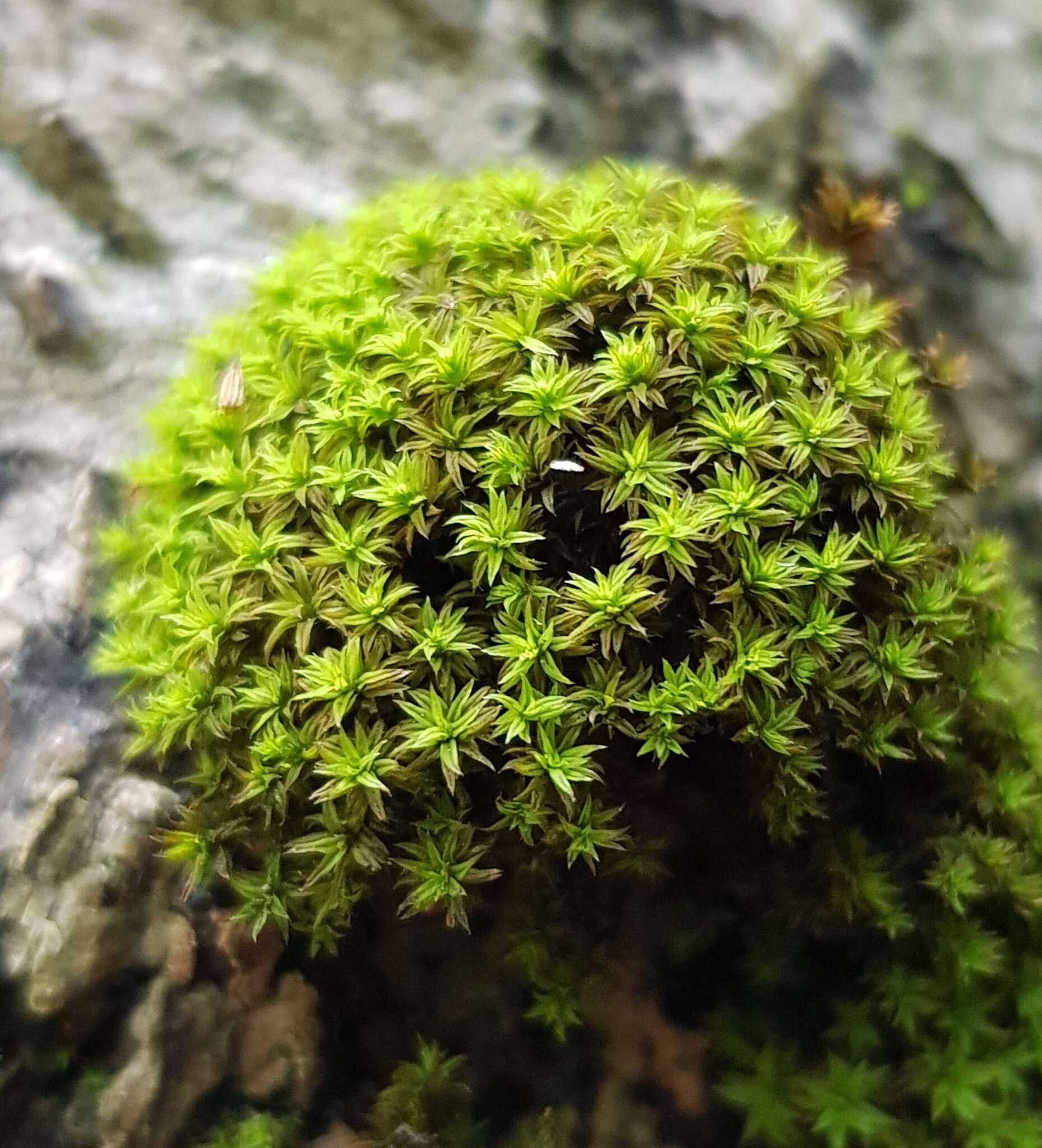 Image of zygodon moss