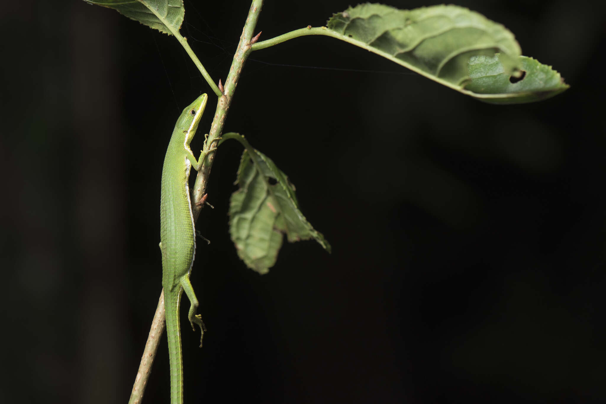 Image of Grass lizards