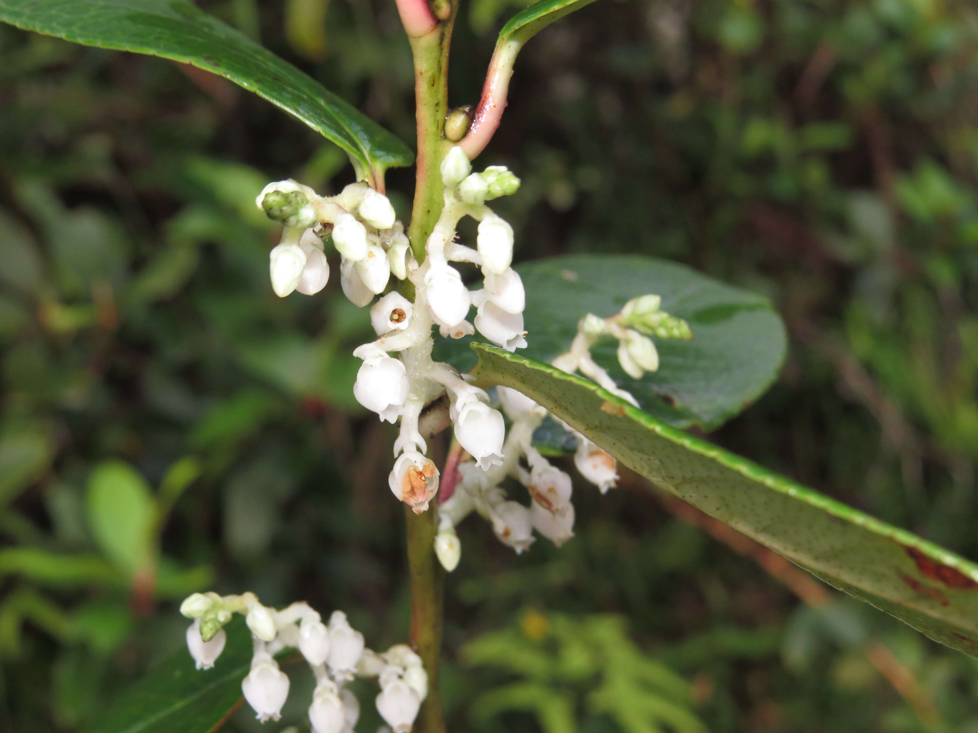 Image of Gaultheria fragrantissima Wall.