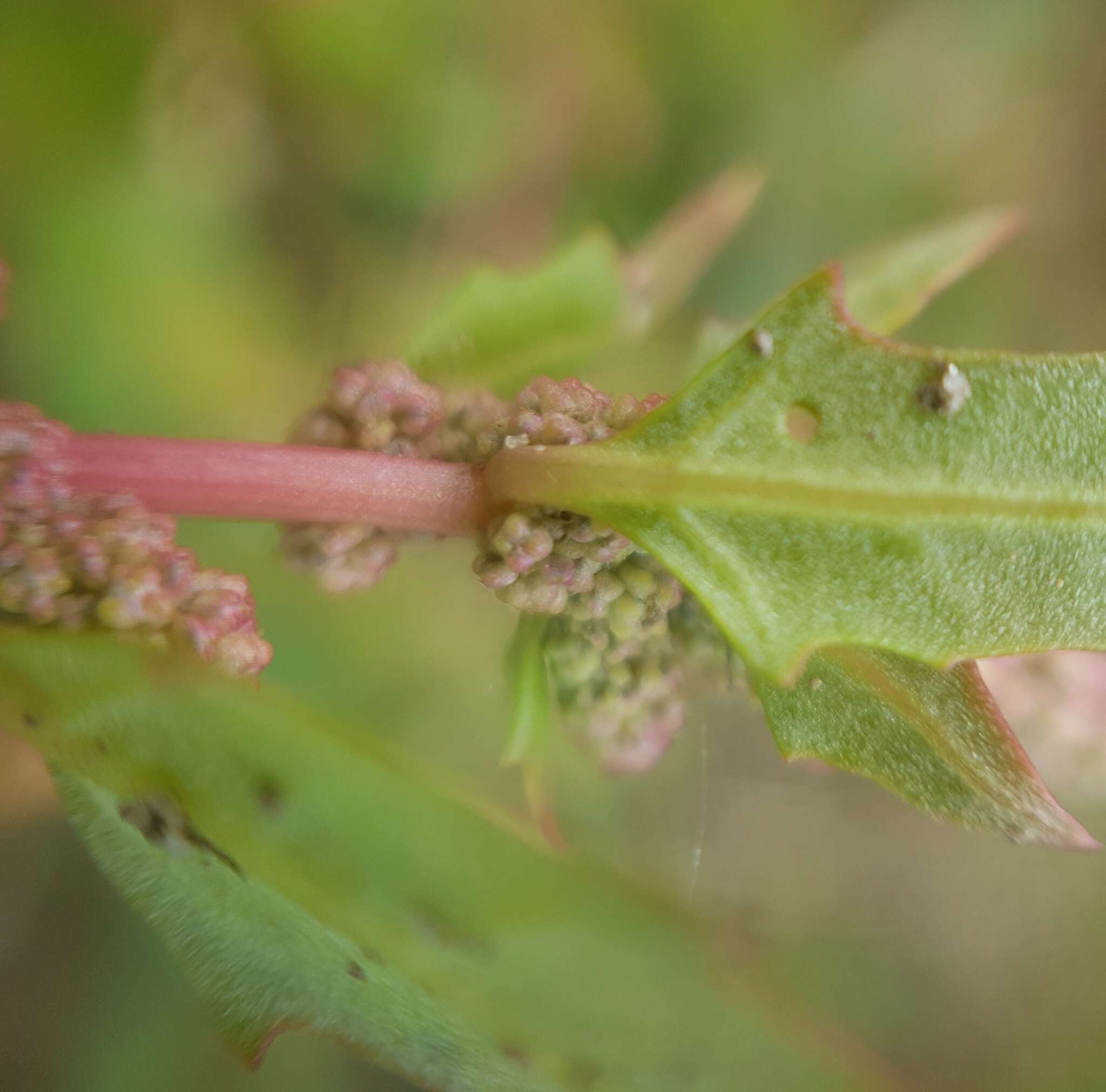 Image of Red Goosefoot