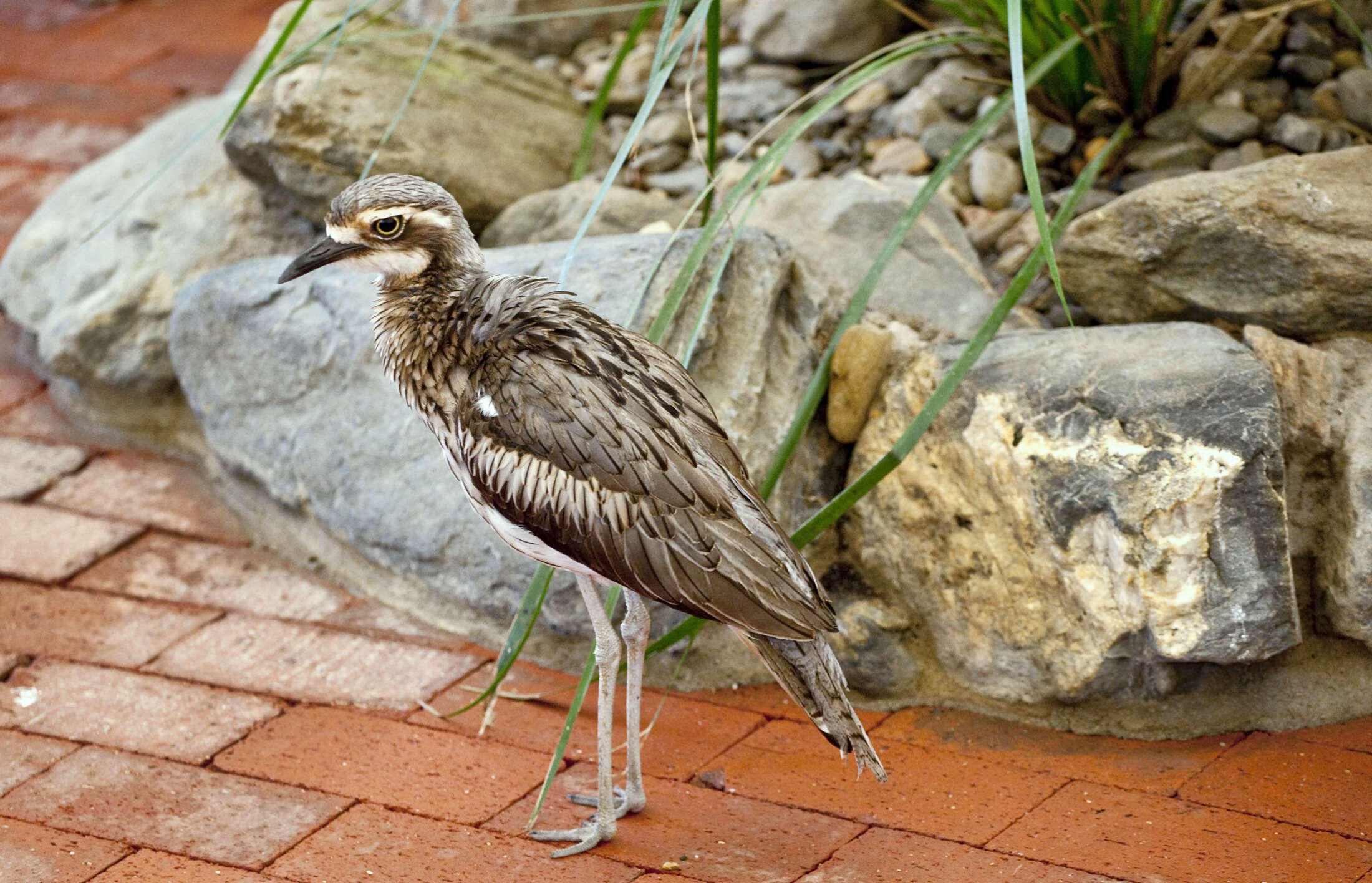 Image of Bush Stone-curlew