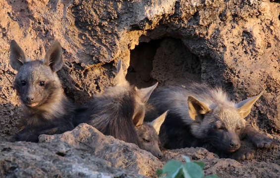 Image of Brown Hyena -- Brown Hyaena