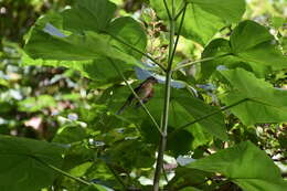 Image of Rose-breasted Grosbeak