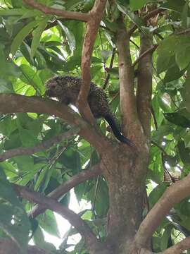 Image of Andean porcupine