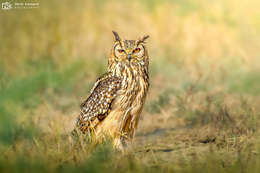 Image of Indian Eagle-Owl