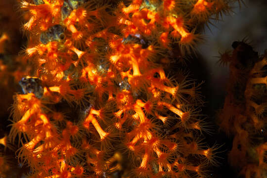 Image of golden zoanthid