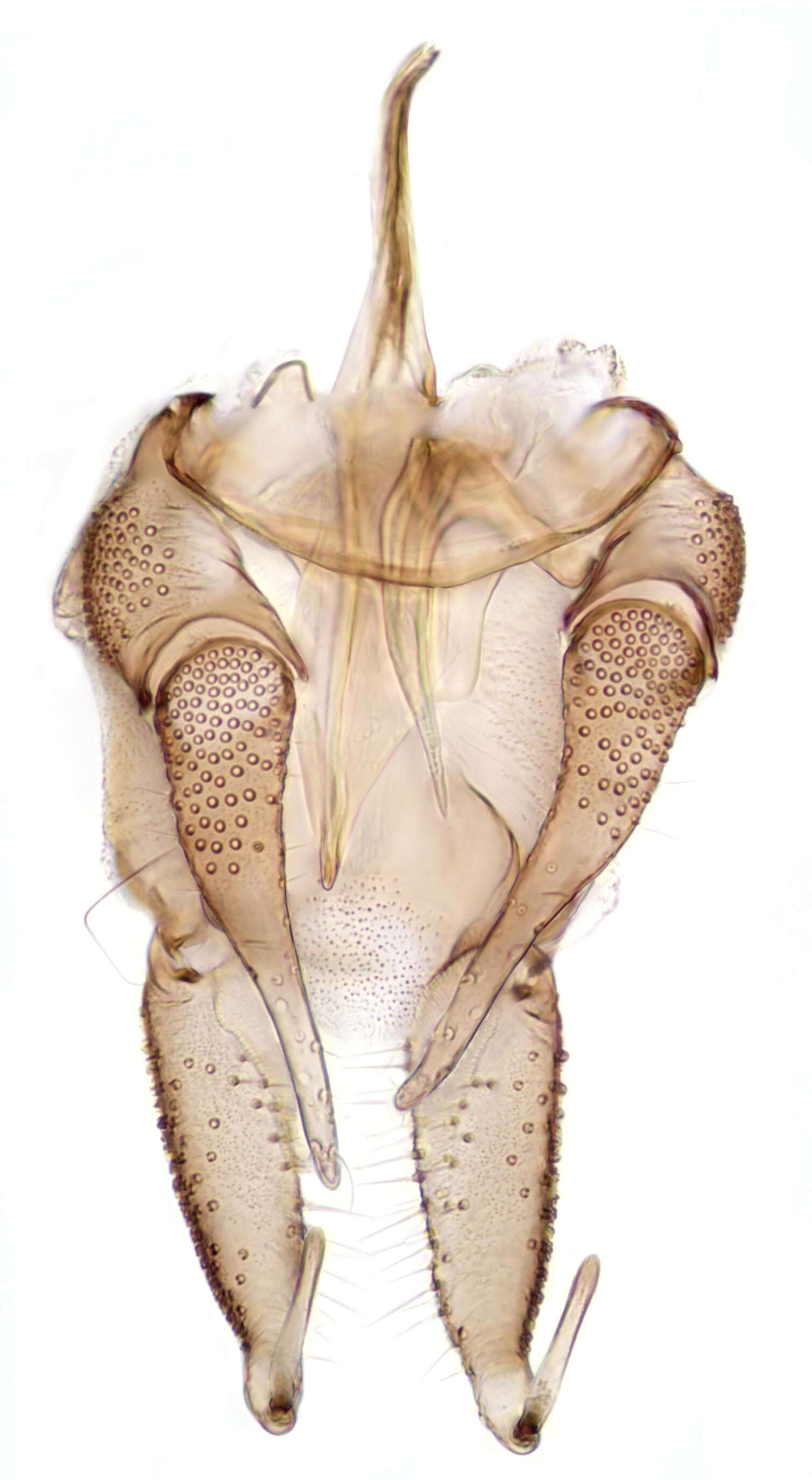 Image of moth flies and sand flies